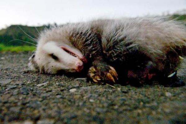 装死买活指什么生肖动物(装死卖活指什么生肖动物) 装死买活指什么生肖动物(装死卖活指什么生肖动物)