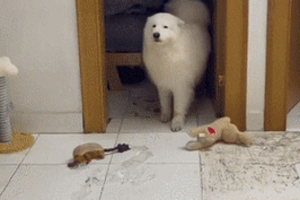 做贼心虚是什么生肖(做贼心虚指什么生肖)