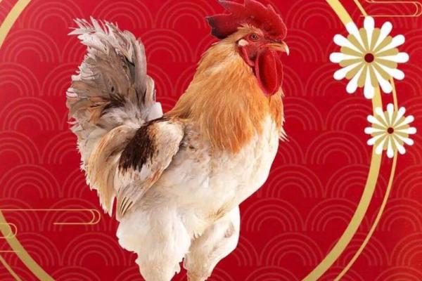 崭露头角是什么生肖(崭露头角是什么生肖最准)