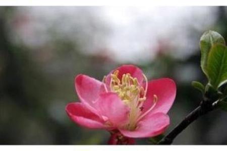 1978属马桃花运在几月_1978年属马人桃花运最佳月份农历五月姻缘旺盛