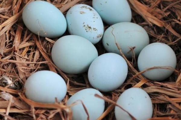 出生蛋壳体虽轻是什么生肖(蛋壳新生)