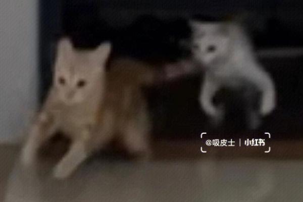 家丑外扬什么生肖(家丑外扬的生肖)