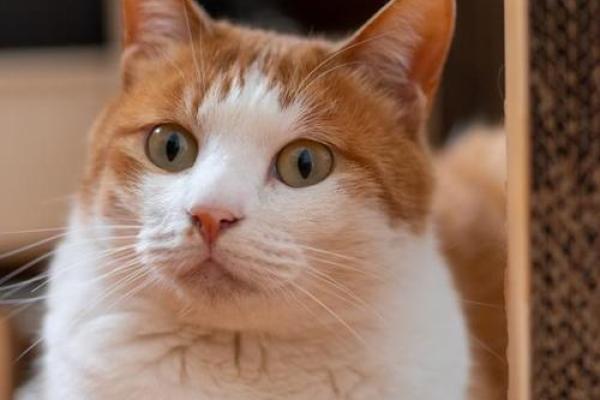 东倒西歪指什么生肖(东倒西歪猜一生肖)