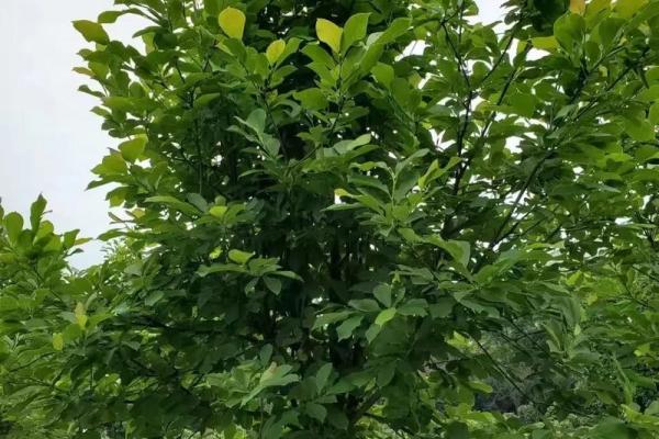 红花柳绿四季春是什么生肖(红花柳绿四季春是什么生肖的动物)