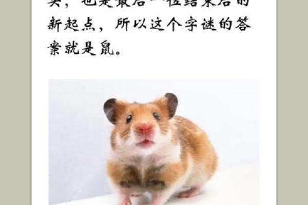 周而复始打一正确生肖(周而复始打一最佳生肖)