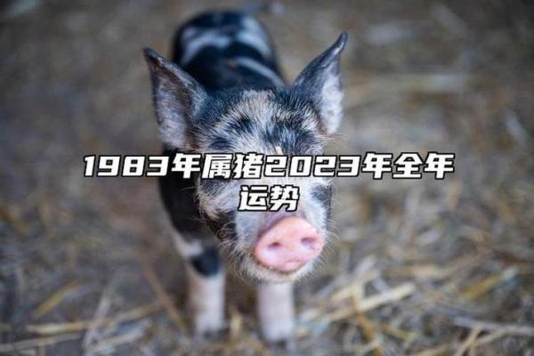 71年属猪人2025年每月运势_2025年属猪人每月运势
