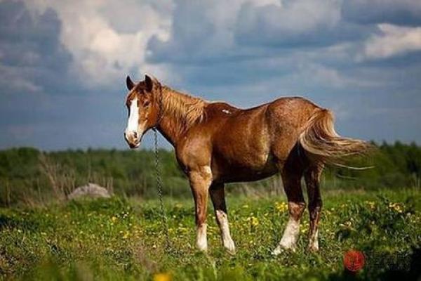 1976年属马的是什么命_1976年属龙的是什么命运