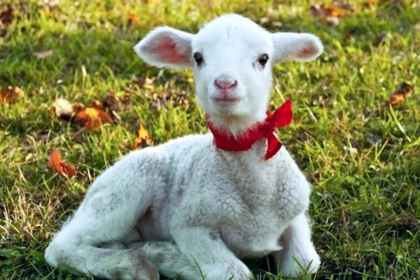 风调雨顺打一生肖(风调雨顺打一生肖准确答案是什么) 风调雨顺打一生肖(风调雨顺打一生肖准确答案是什么)