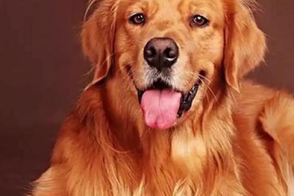 2025年属狗运势如何_1970属狗人2025年运势如何 2025年属狗运势如何_1970属狗人2025年运势如何