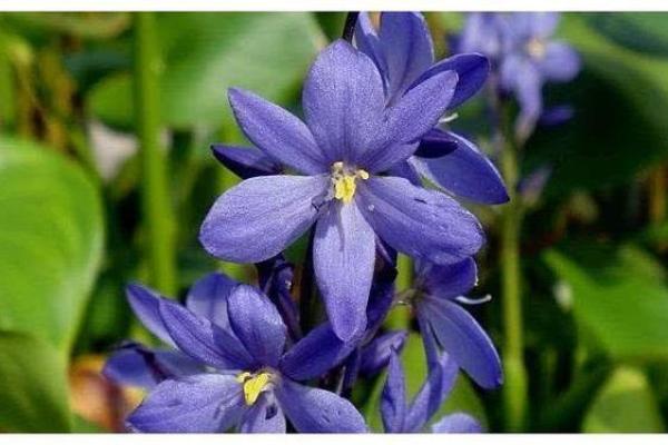 福德宫天喜揭秘命理中的幸福与机遇