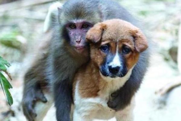 属猴跟属猴的姻缘怎么样_属猴与属猴的姻缘解析缘分深浅与相处之道