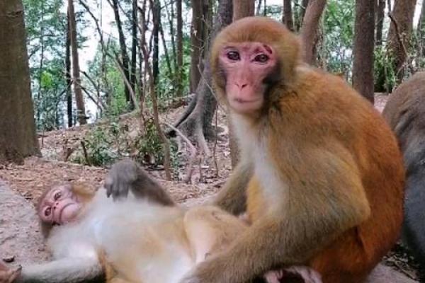 属猴跟属猴的姻缘怎么样_属猴与属猴的姻缘解析缘分深浅与相处之道