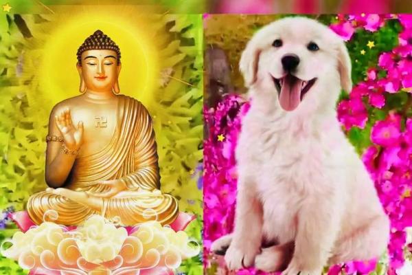 70年属狗二次婚姻在几岁 70年属狗二次婚姻最佳年龄解析 70年属狗二次婚姻在几岁 70年属狗二次婚姻最佳年龄解析