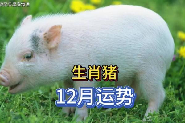 属猪2025多大_属猪2821多大