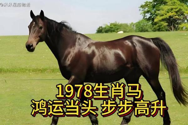 1978年属马人2024年运势及运程 78马2024年运势完整版