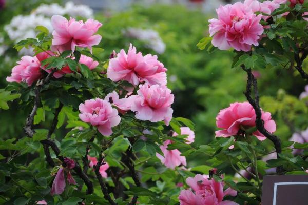 百花争艳好春开打一最佳生肖(百花争艳好春开指什么生肖)