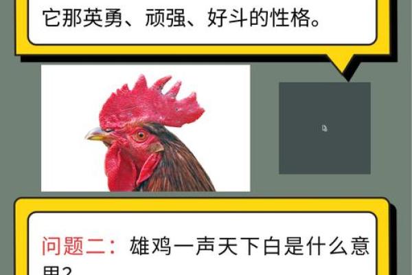 雄鸡断尾是什么生肖(雄鸡自断尾是什么意思)