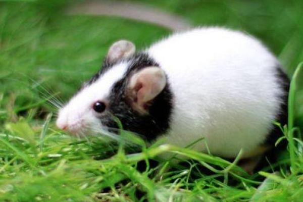 天崩地裂是什么生肖(天崩地裂是什么生肖打一肖动物)