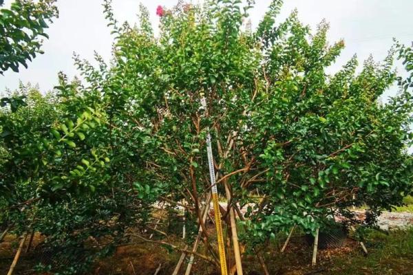 丛生紫薇价格_丛生紫薇规格怎么定 丛生紫薇价格_丛生紫薇规格怎么定