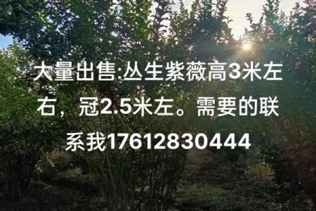 丛生紫薇价格_丛生紫薇规格怎么定