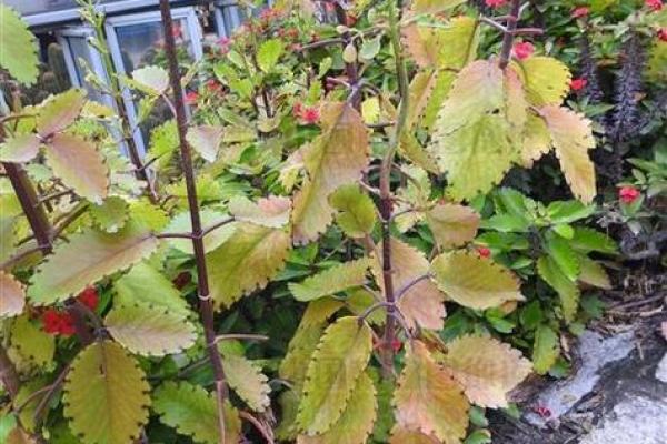 落地生根打一个正确生肖(落地生根打一正确生肖数字) 落地生根打一个正确生肖(落地生根打一正确生肖数字)