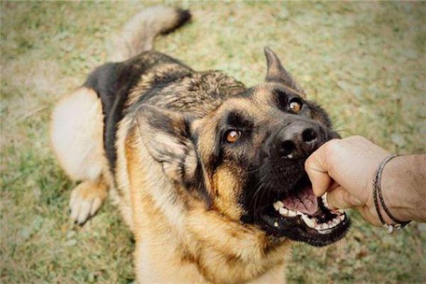 梦见被狗咬 梦见被狗咬