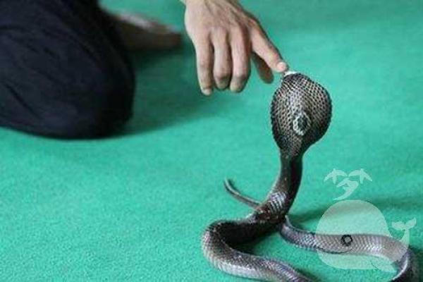 梦到被蛇咬是什么征兆 男性 梦到被蛇咬是什么征兆 男性