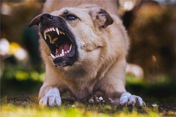 女人梦见狗咬自己是吉兆