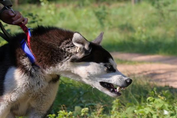 女人梦见狗咬自己是吉兆