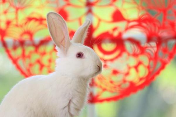 属兔人2025年3月份开业吉日是哪几天 属兔人2025年3月份开业吉日是哪几天