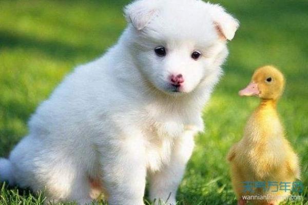 梦见狗是什么预兆 男性 梦见狗是什么预兆 男性