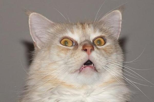 女人梦见猫是好事还是坏事 女人梦见猫是好事还是坏事