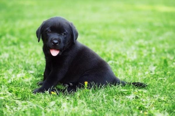 中年女人梦见狗是什么预兆