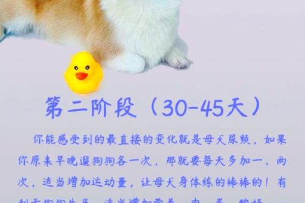 中年女人梦见狗是什么预兆