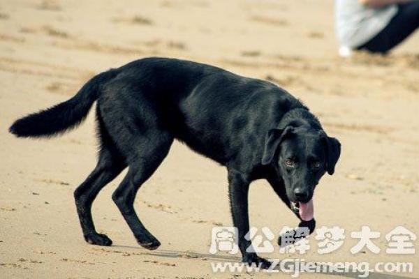 梦见黑狗是什么预兆 梦见黑狗是什么预兆