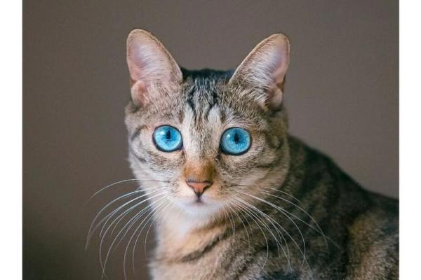 梦见猫咬自己什么预兆