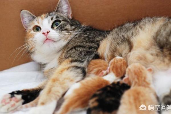 女人梦见猫是不吉之兆