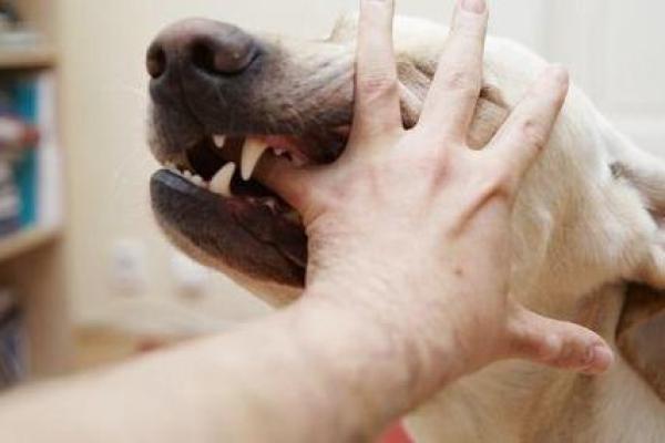 女人梦见狗咬自己是什么意思 女人梦见狗咬自己是什么意思