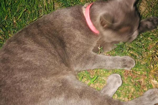 梦见猫就是黄仙缘分大啥意思