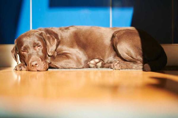 梦见好多狗是什么预兆