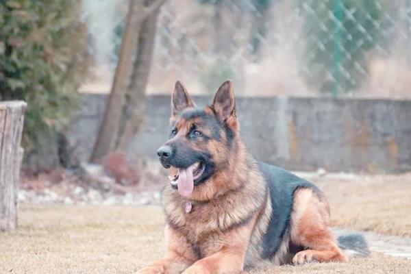 梦见好多狗是什么预兆