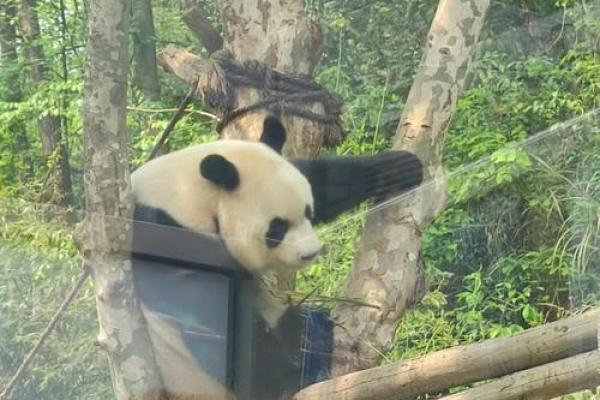 大摇大摆的动物打一个生肖(大摇大摆的动物什么生肖)