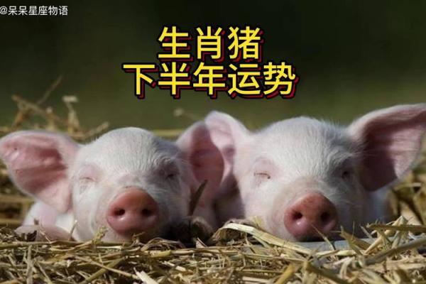 71年属猪2025年的全年运势 71年属猪2025年运势详解全年运程大揭秘