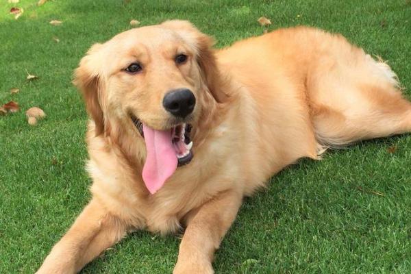 软弱无力是什么生肖(软弱无力是什么生肖正确答案) 软弱无力是什么生肖(软弱无力是什么生肖正确答案)