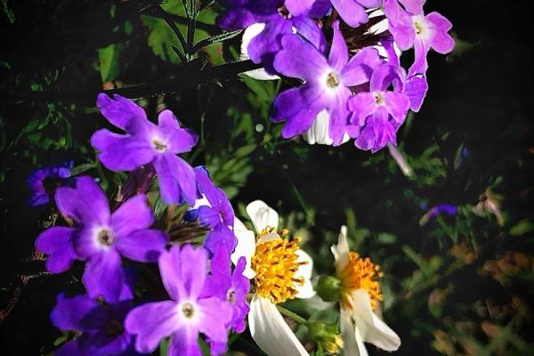 眉飞色舞打一准确生肖(眉飞色舞打一准确生肖) 眉飞色舞打一准确生肖(眉飞色舞打一准确生肖)