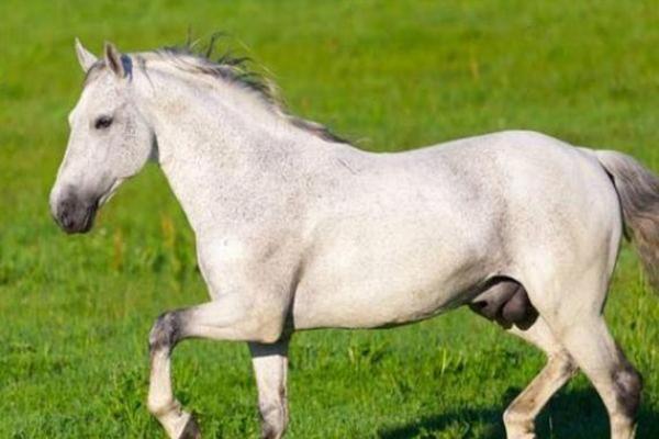 1990年正月十二属马是什么命 1990年阴历正月十二五行属什么 1990年正月十二属马是什么命 1990年阴历正月十二五行属什么