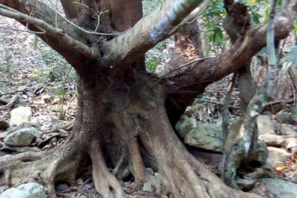 根深叶茂是什么生肖(根深叶茂下一句是什么)