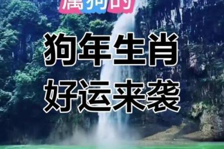 2025年属狗人运势解析财运与运气全揭秘