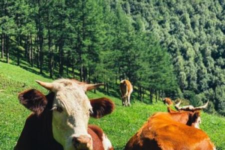寒风细雨打一生肖