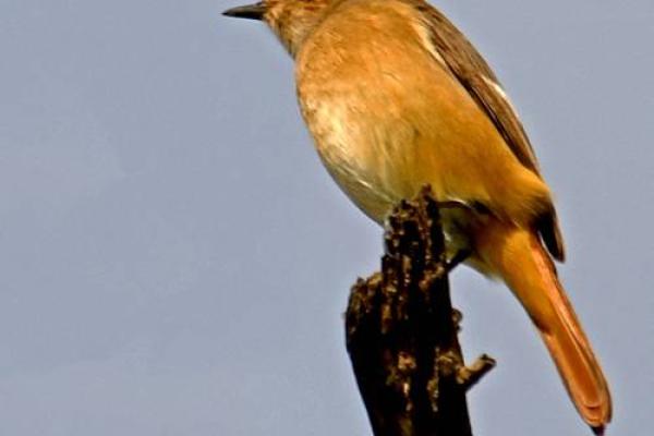 “巴结高枝”打一准确动物生肖，巴结高枝是什么生肖答案解释释义落实